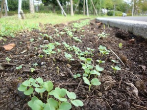 発芽したナノハナ