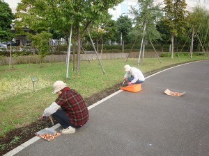 チューリップ球根植え付け