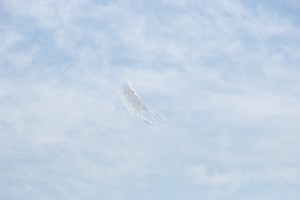 s_IMGP5989持参された去年作った凧【承諾済】