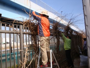 ノウゼンカズラ剪定中