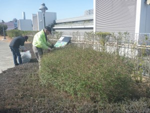 アベリア剪定中