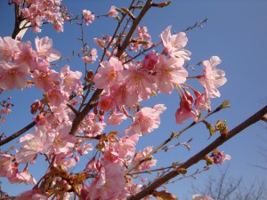 河津桜