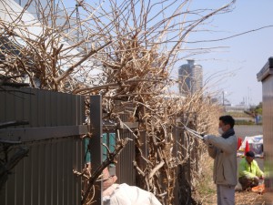 ノウゼンカズラ剪定