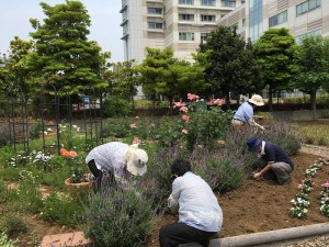 ラベンダーピンチ作業