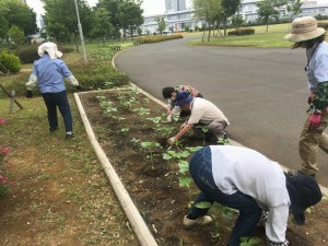 ひまわり間引き作業