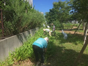 アガパンサス切戻し中