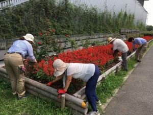 サルビア花ガラ取り