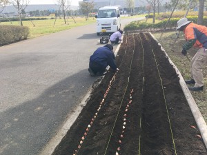 チューリップ球根植付け