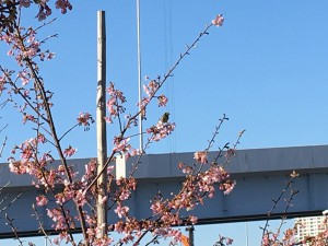 河津桜とメジロ