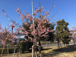 IMG_0700