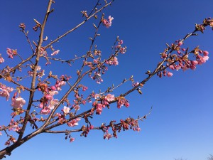 河津桜