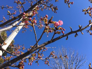 河津桜