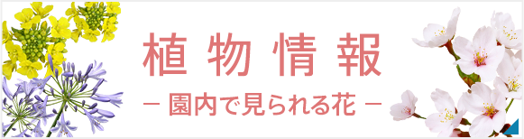 植物情報（園内でみられる花）