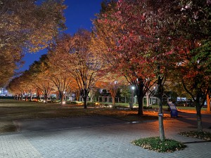 ヤマボウシの紅葉入り